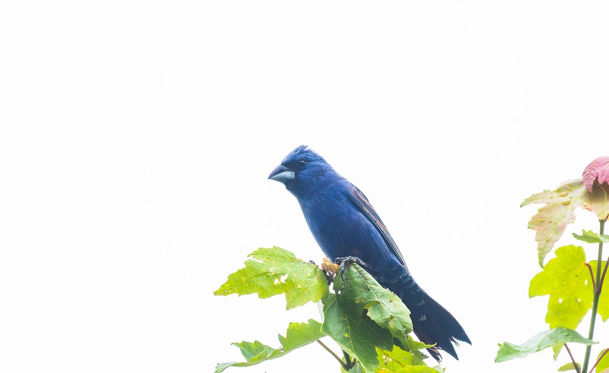 Guiraca bleu - ML638749175