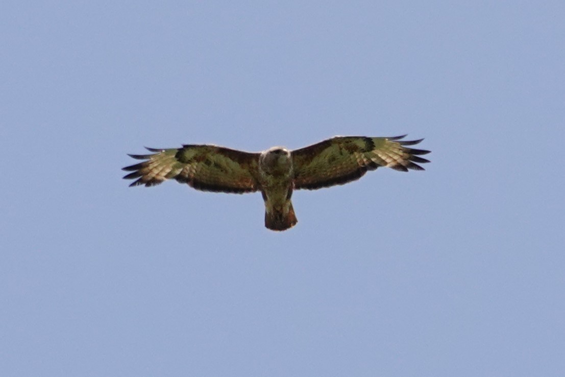 Common Buzzard (Steppe) - ML638749208