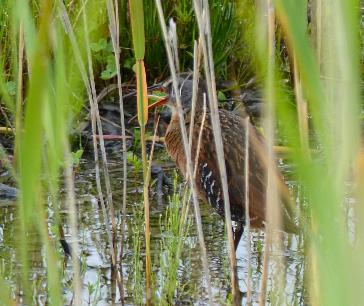 Virginia Rail - ML638749213