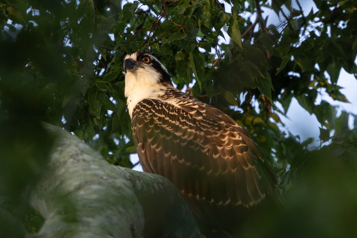 Balbuzard pêcheur - ML638749277
