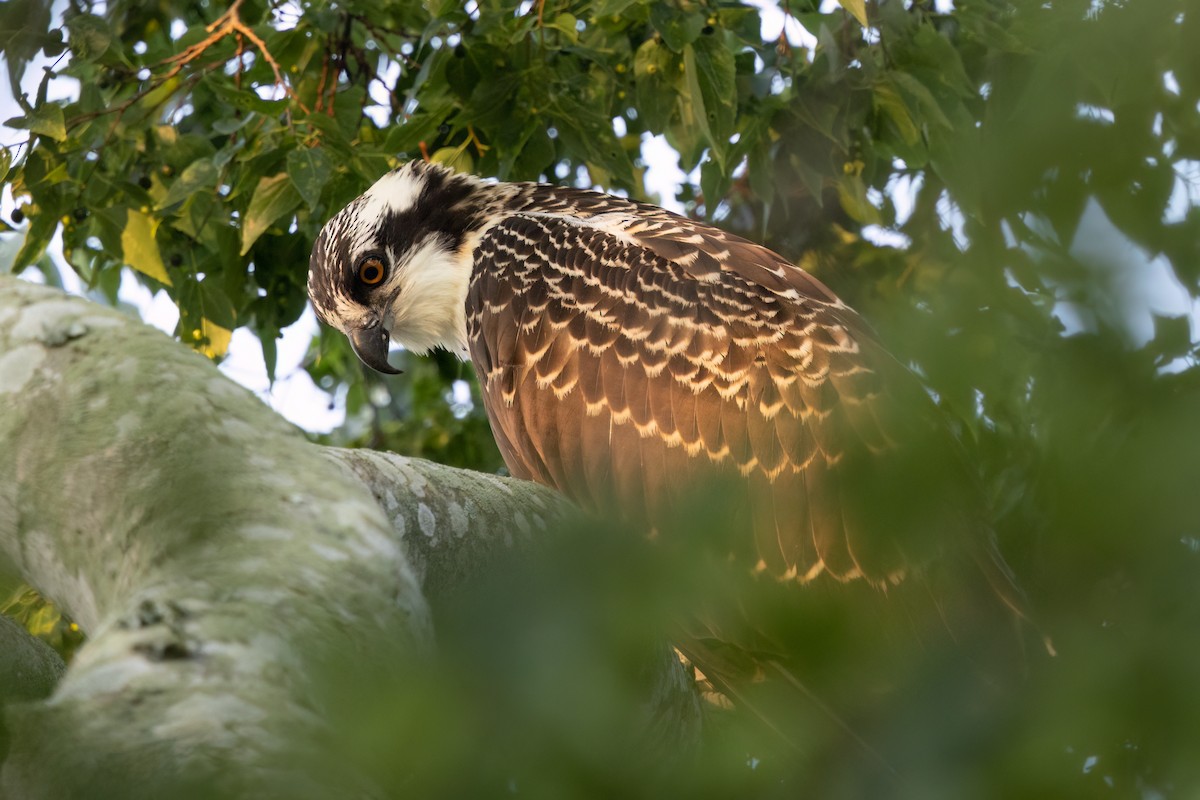 Balbuzard pêcheur - ML638749278
