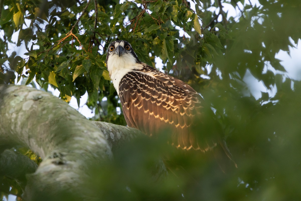 Balbuzard pêcheur - ML638749280