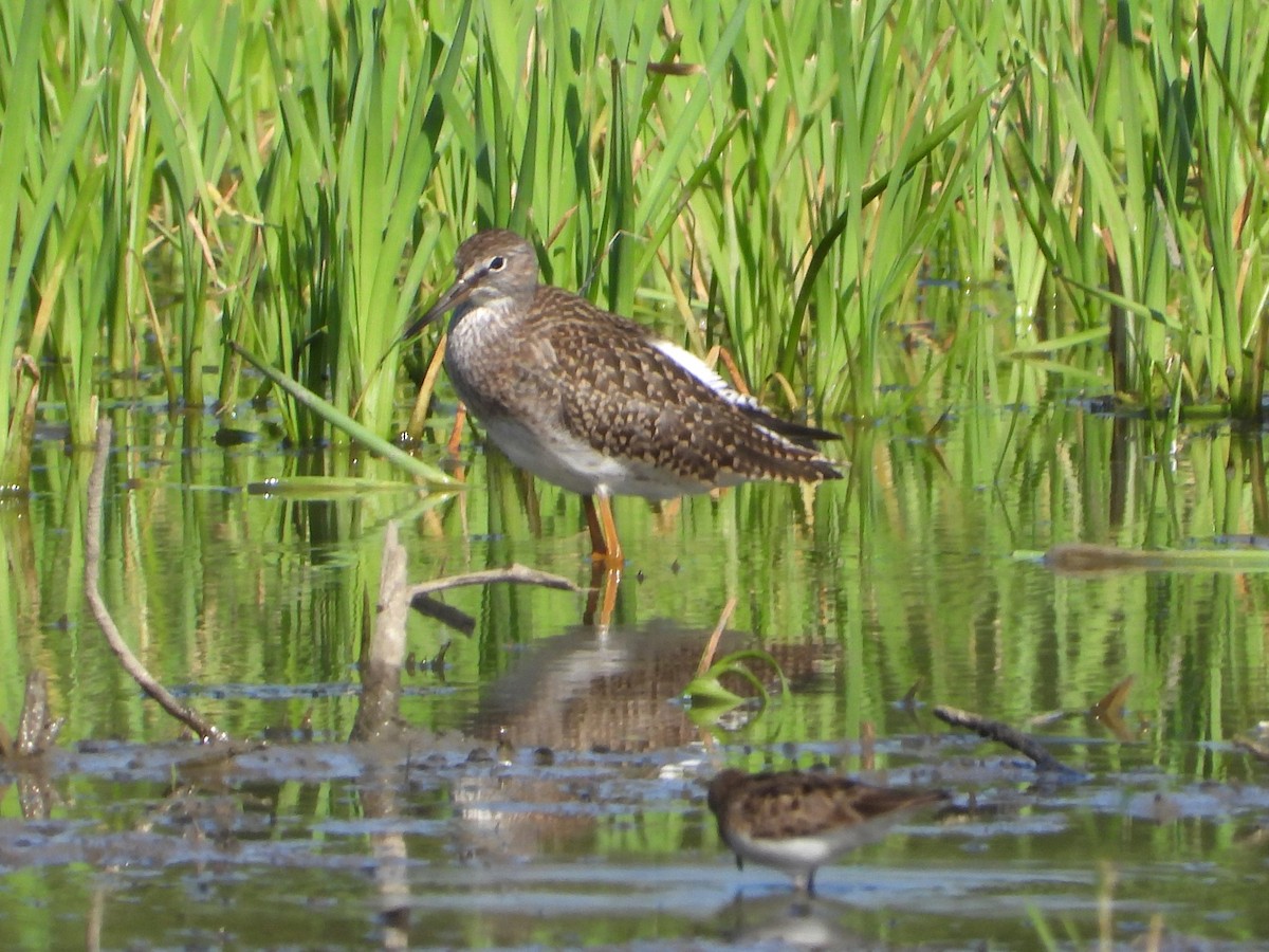 Common Redshank - ML638749302
