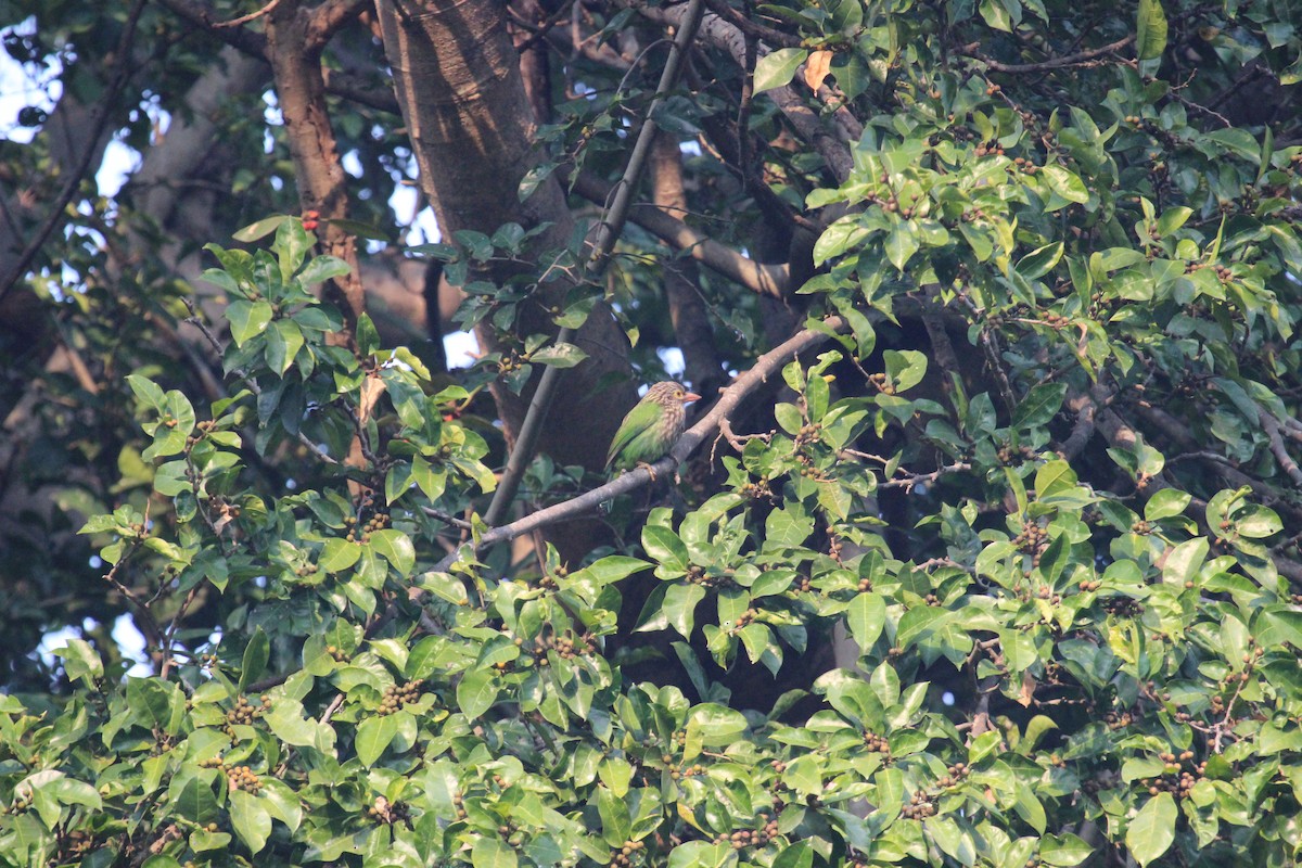 Lineated Barbet - ML638749305