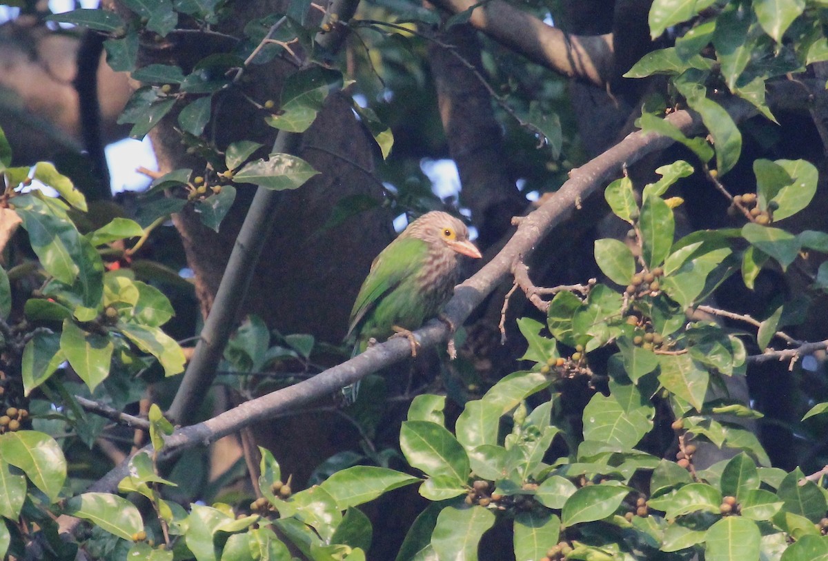 Lineated Barbet - ML638749313