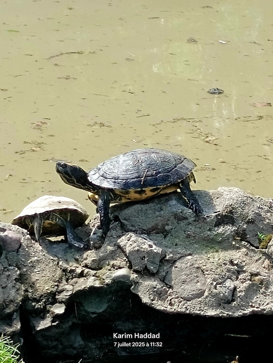 Amphibians - ML638749369
