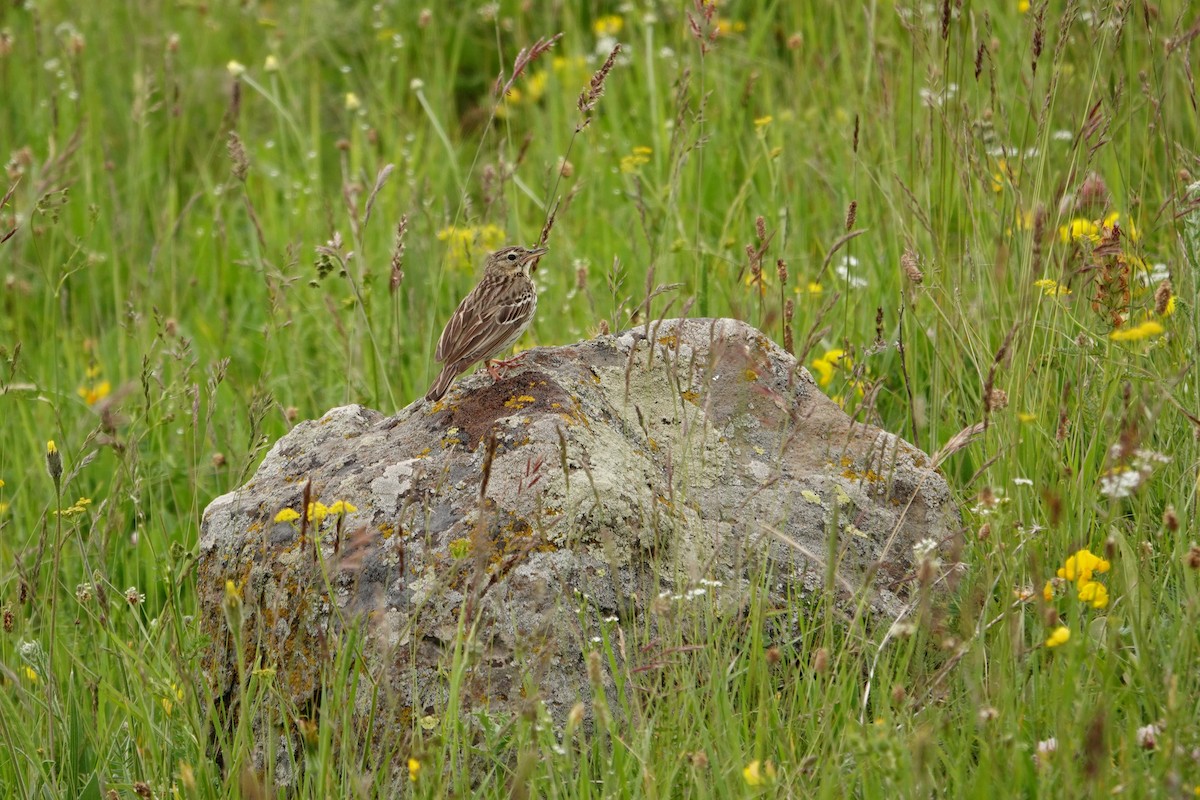 Tree Pipit - ML638749373