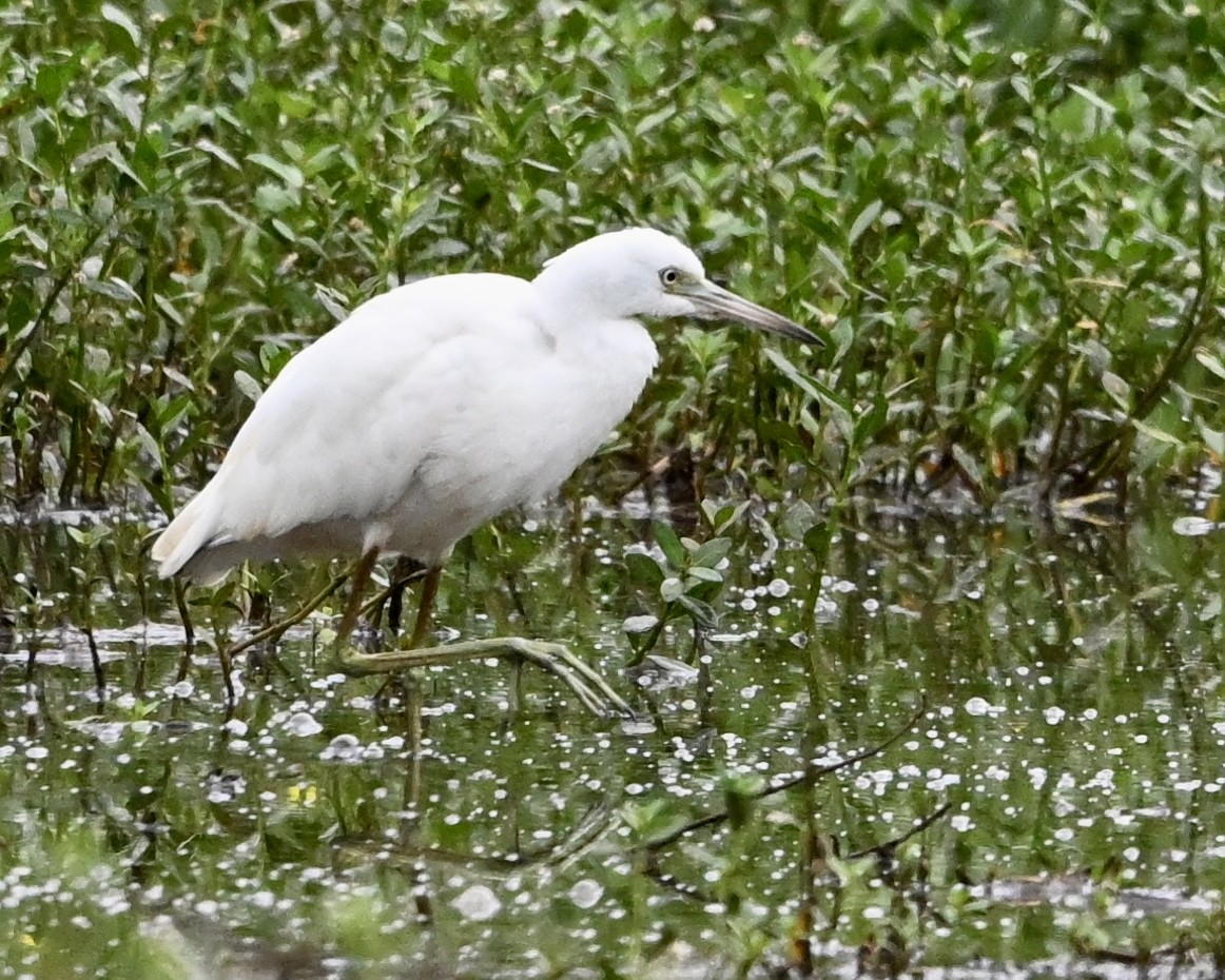 Little Blue Heron - ML638749374