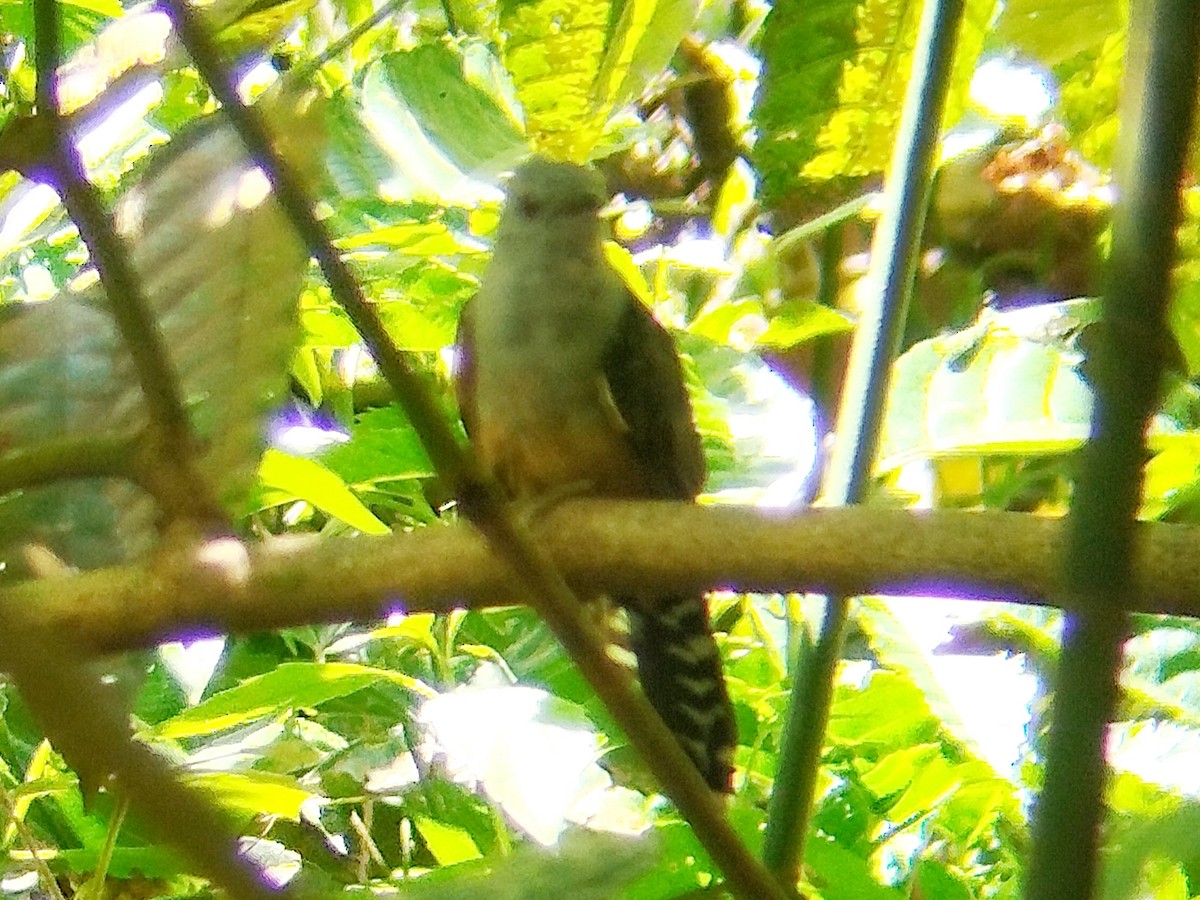 Plaintive Cuckoo - ML638749375