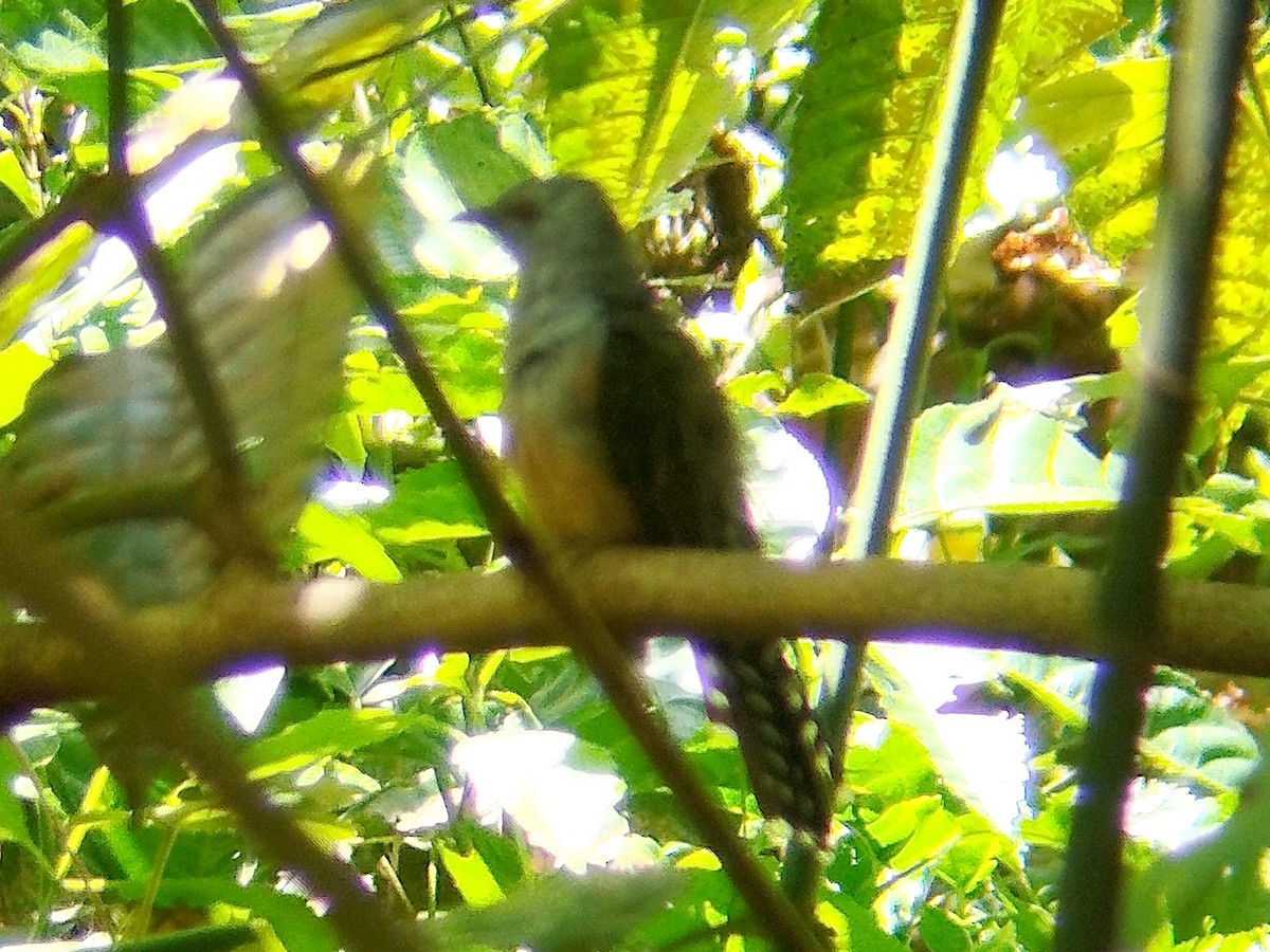 Plaintive Cuckoo - ML638749376