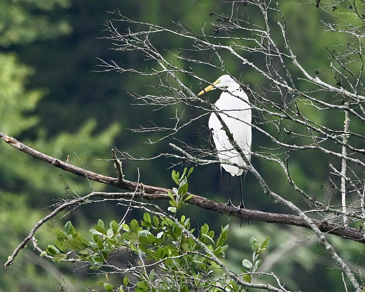 Great Egret - ML638749378