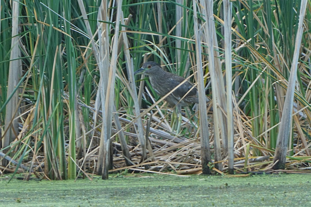 Black-crowned Night Heron - ML638749379