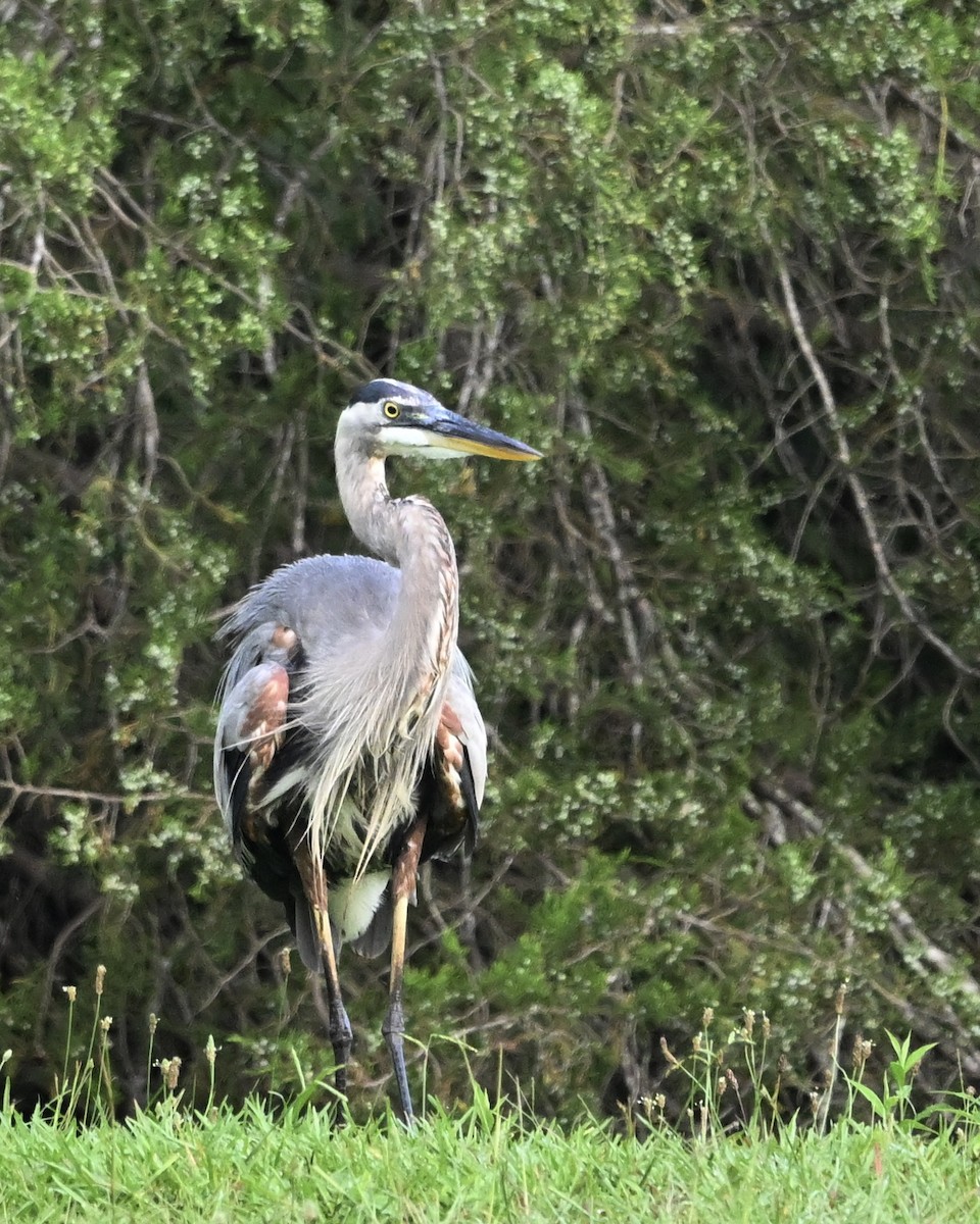 Great Blue Heron - ML638749380
