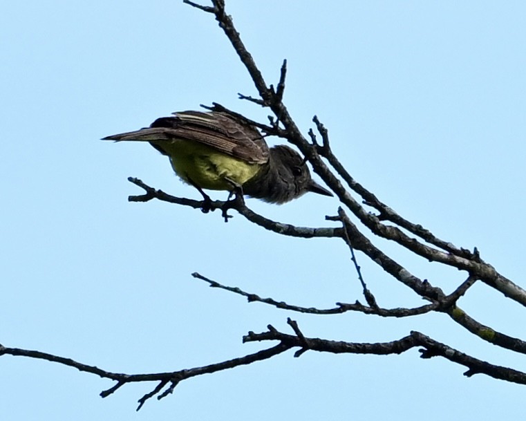 Great Crested Flycatcher - ML638749383