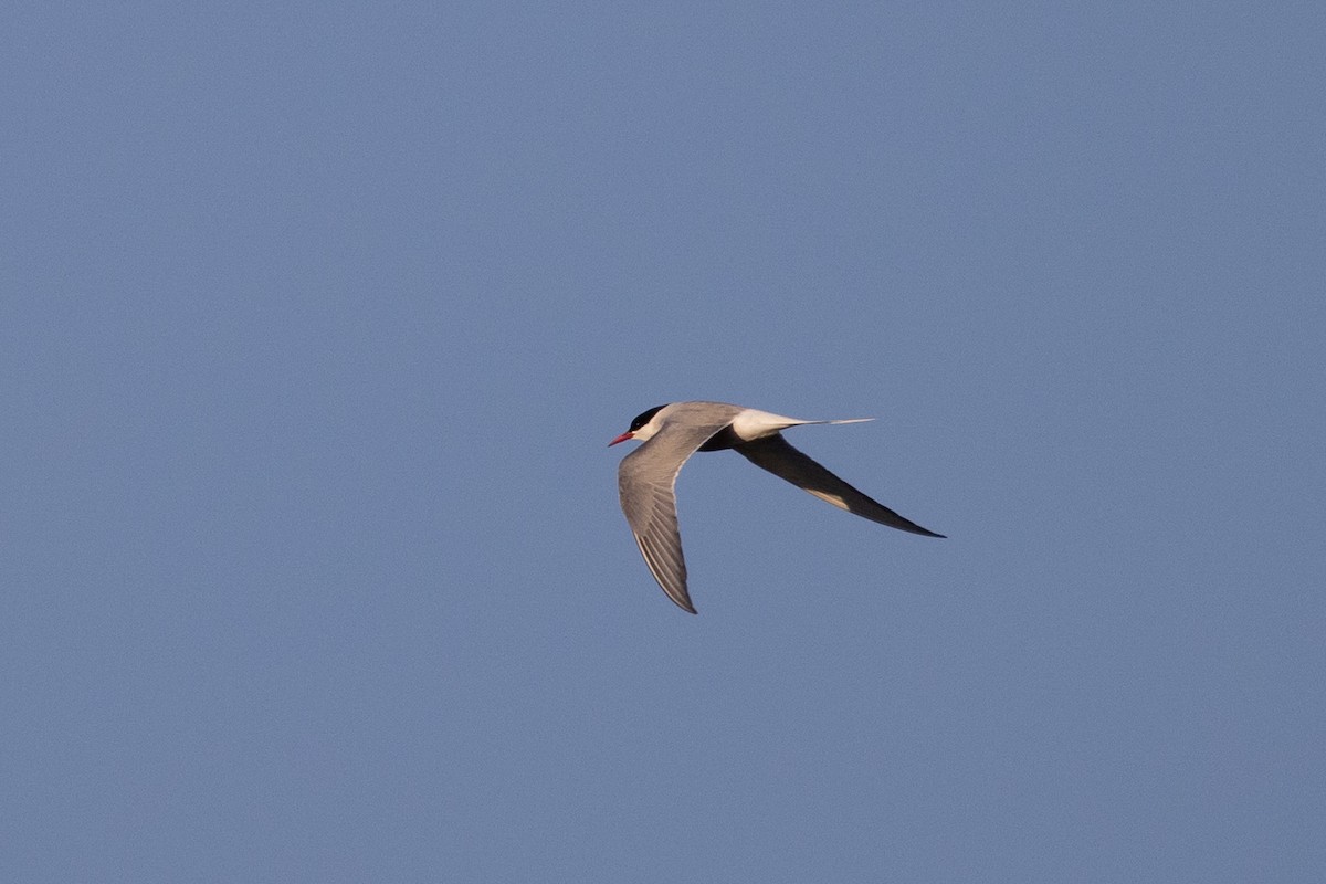 Arctic Tern - ML638749387