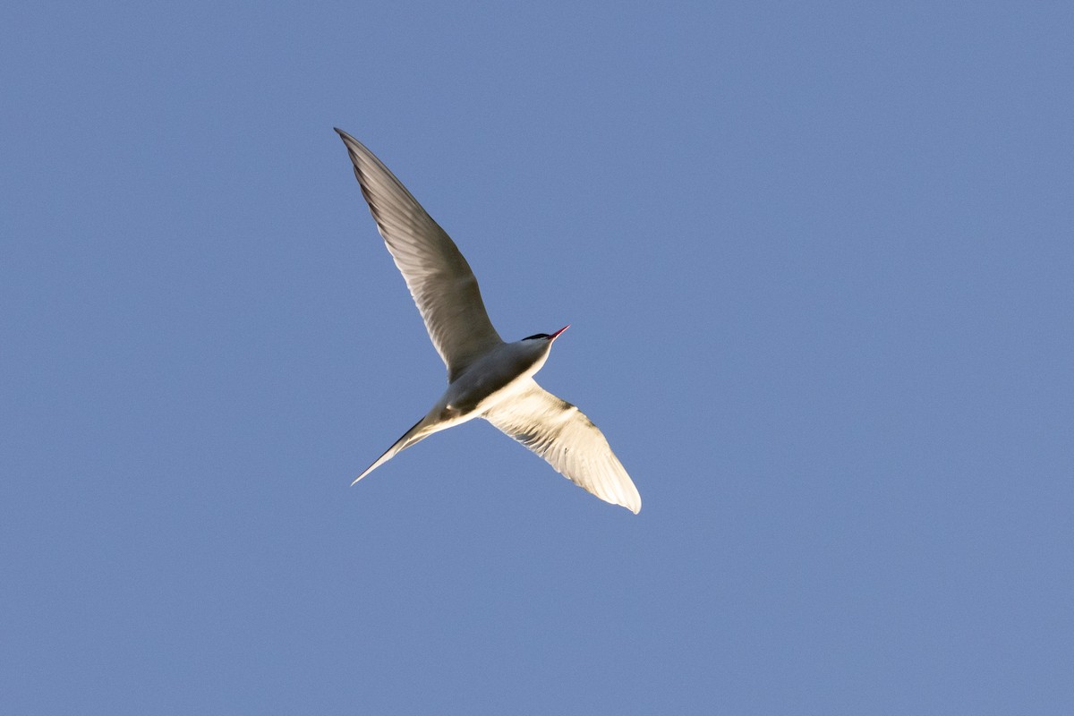 Arctic Tern - ML638749388
