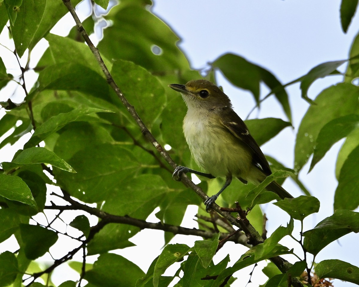 White-eyed Vireo - ML638749390