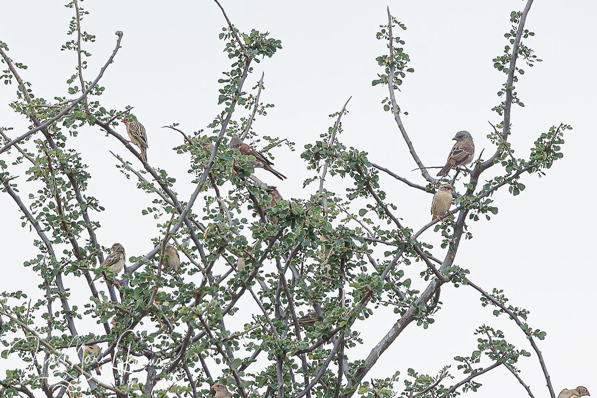 Red-billed Quelea - ML638749391