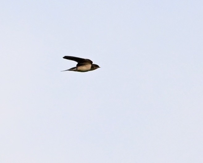 Barn Swallow - ML638749399