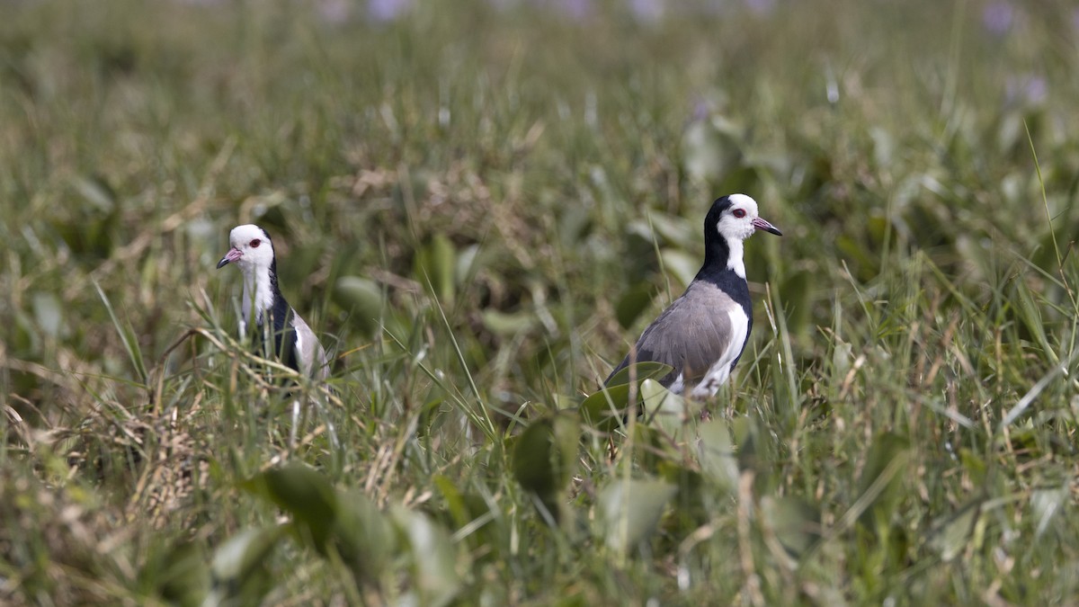 Long-toed Lapwing - ML638749400