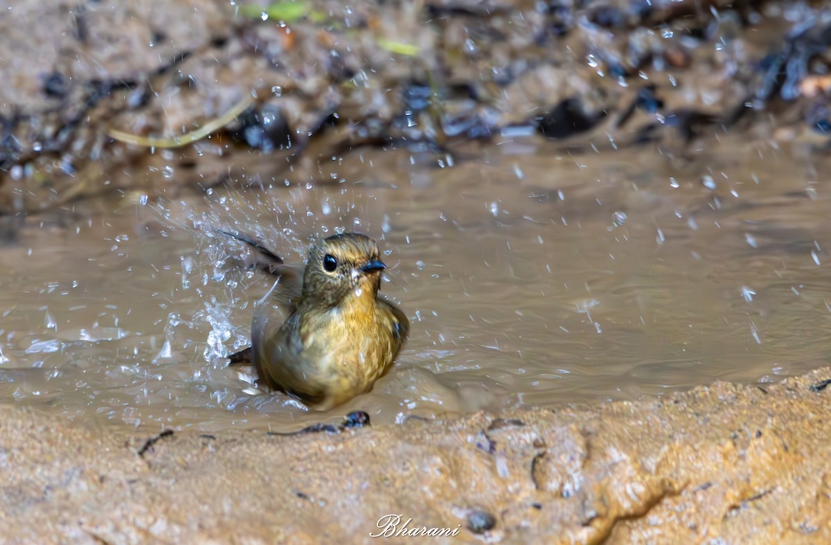 Snowy-browed Flycatcher - ML638749405