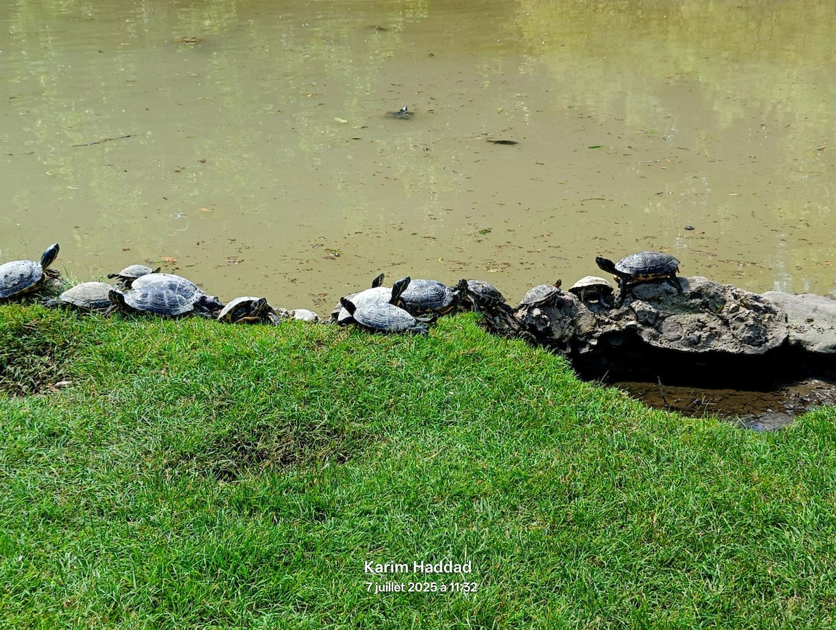 Amphibians - ML638749427
