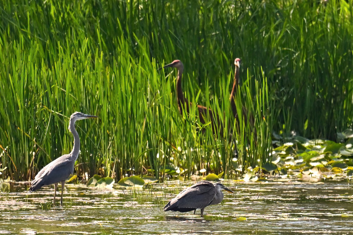 Sandhill Crane - ML638749430