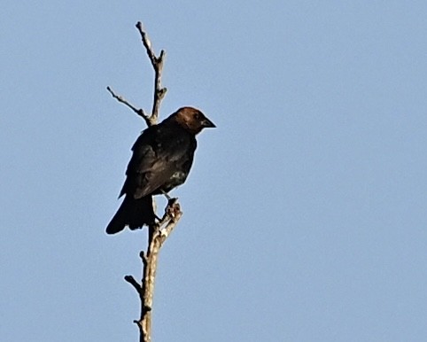 Brown-headed Cowbird - ML638749438
