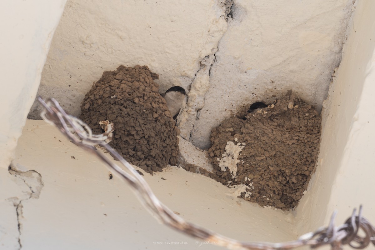 Asian House-Martin - ML638749440