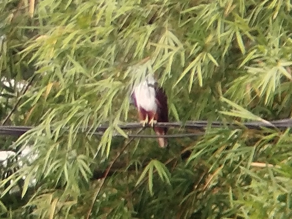 Brahminy Kite - ML638749441