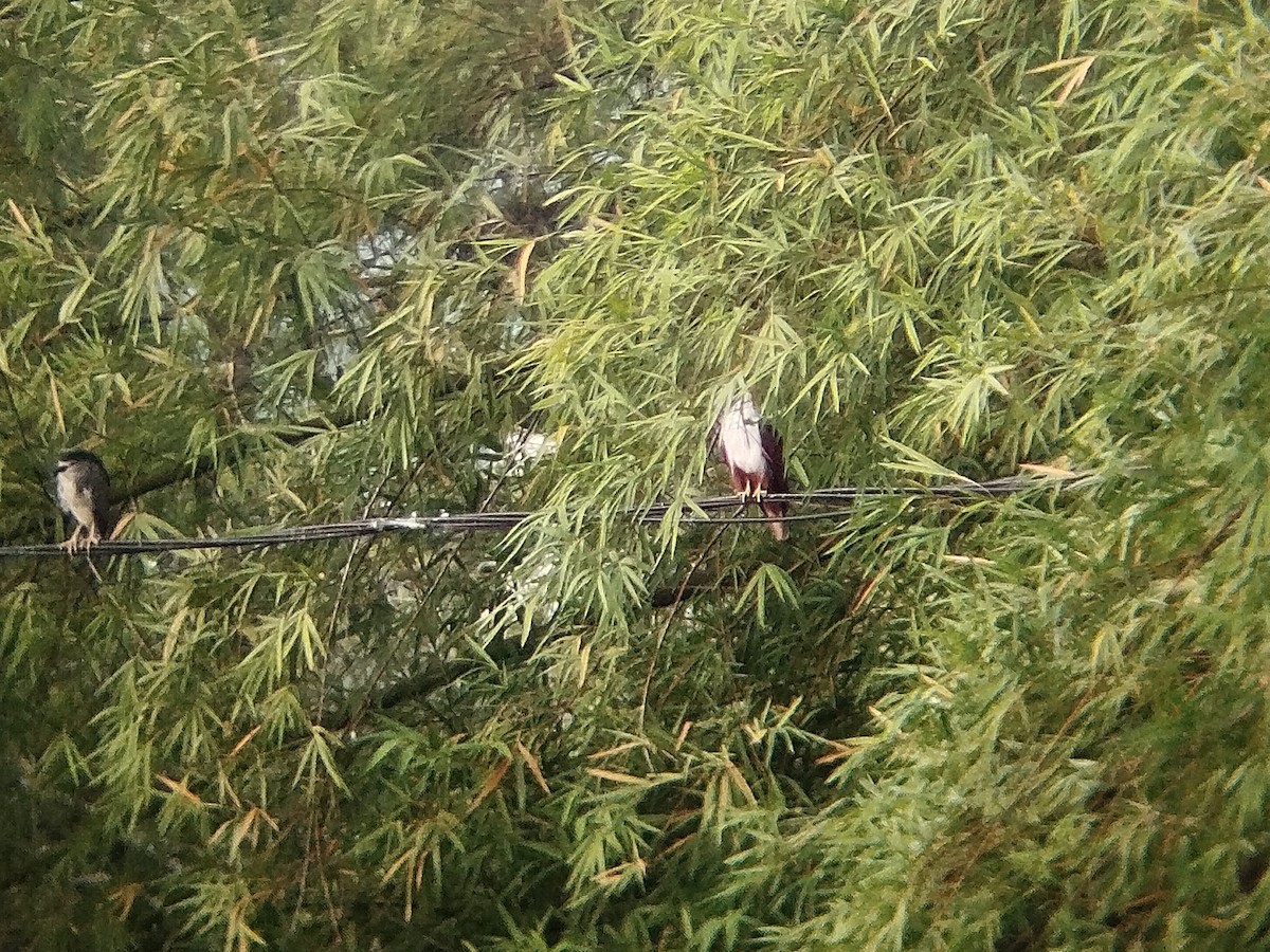 Brahminy Kite - ML638749442