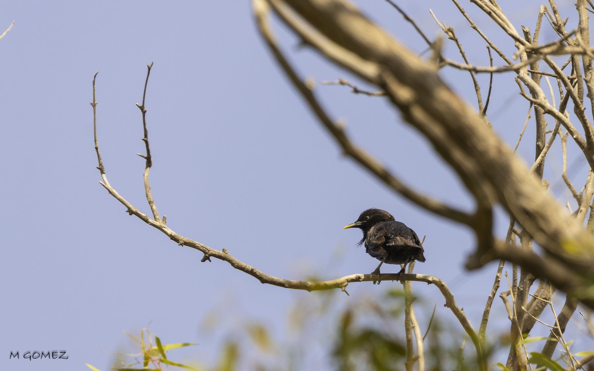 Spotless Starling - ML638749443