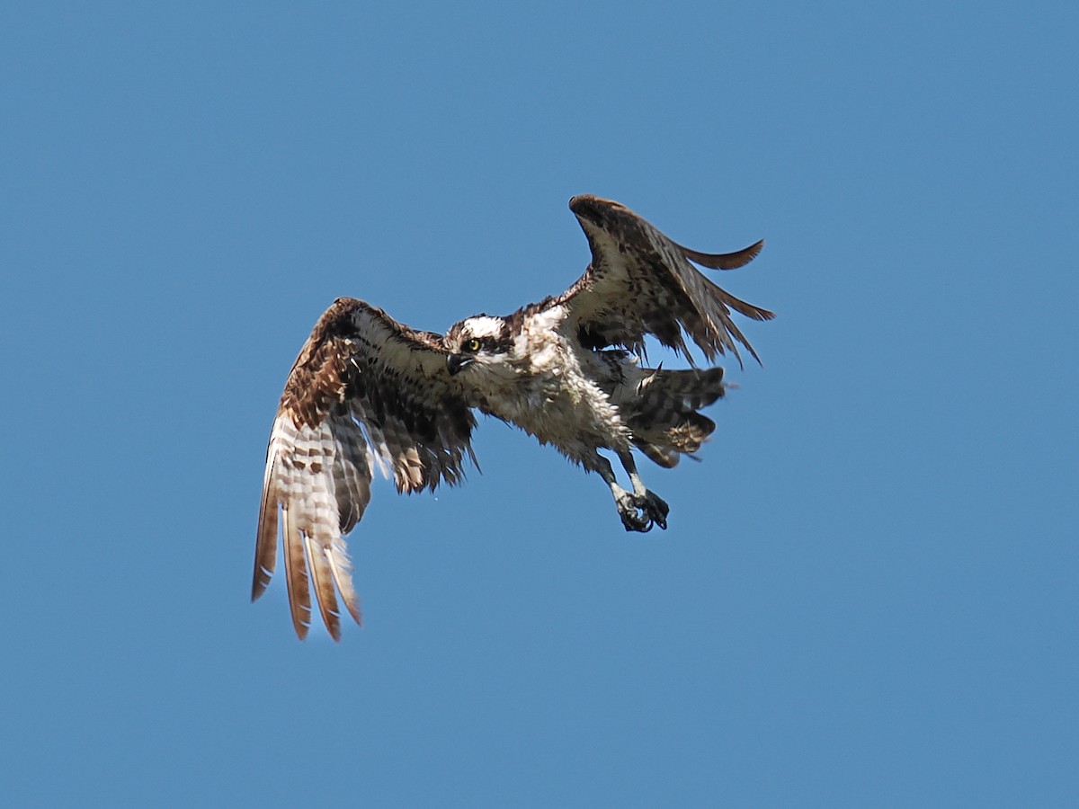 Osprey - ML638749446