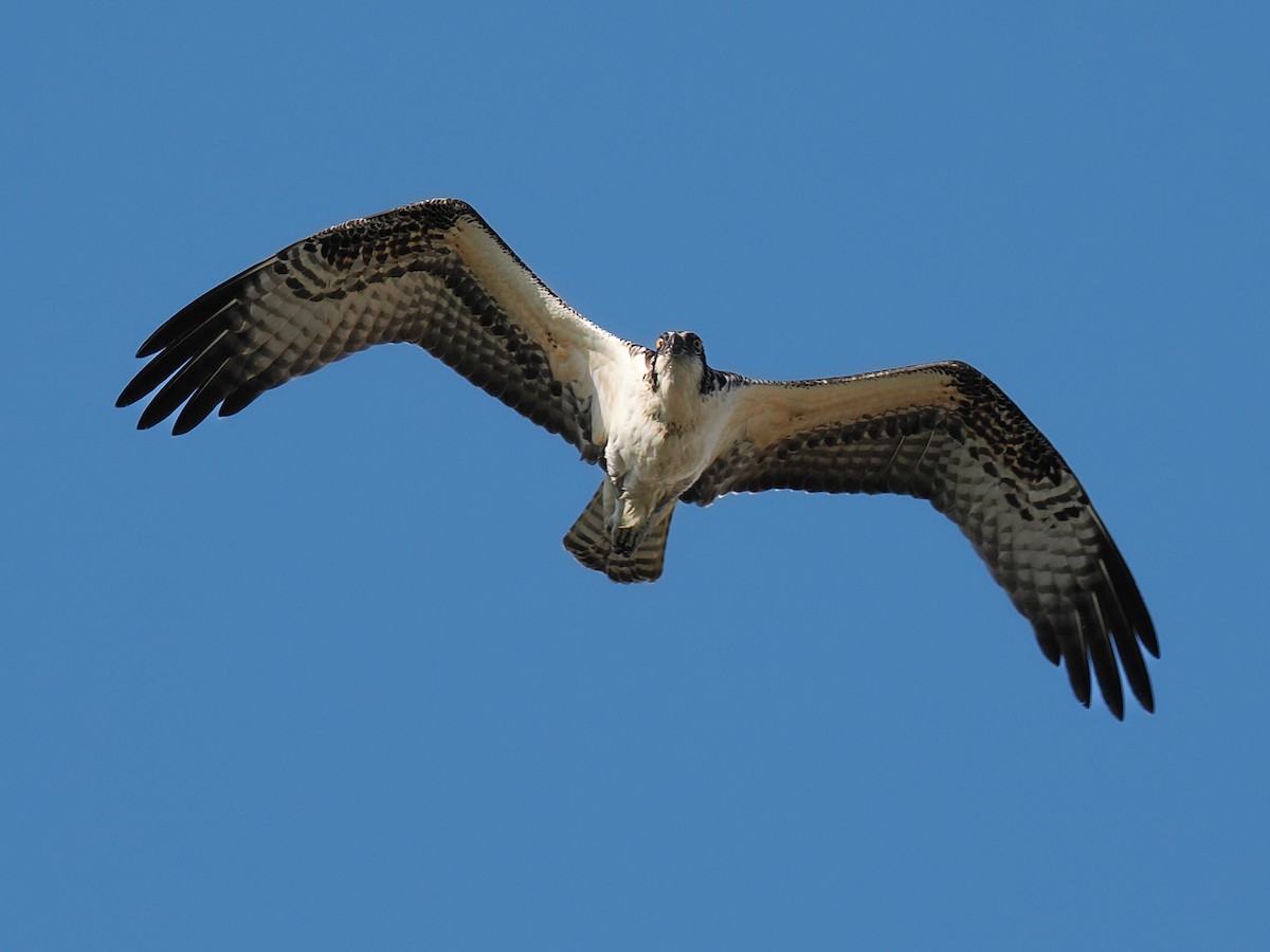Osprey - ML638749447