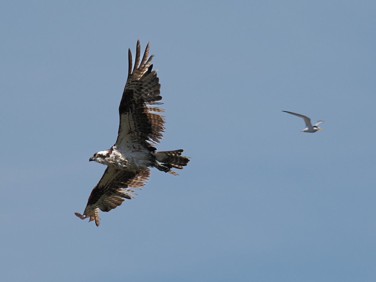 Osprey - ML638749448