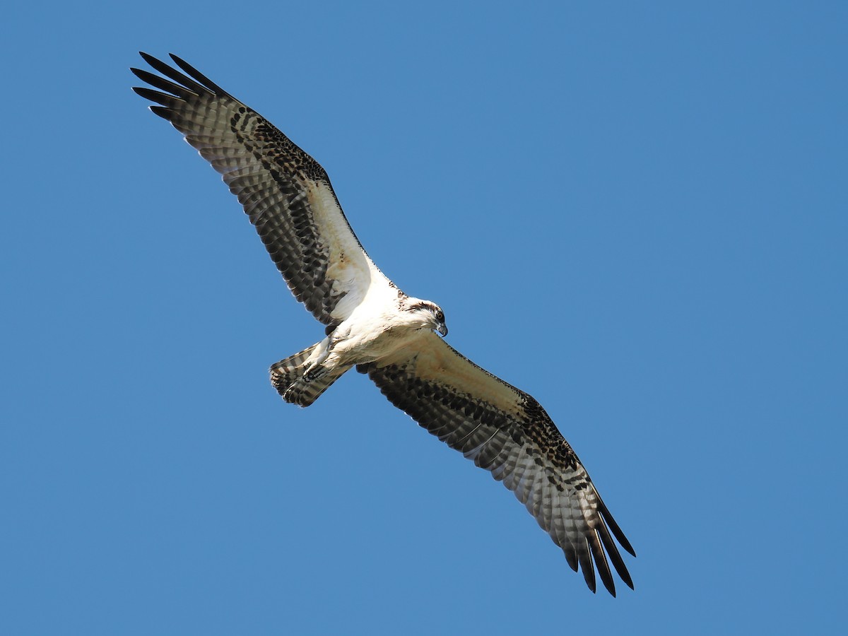 Osprey - ML638749452