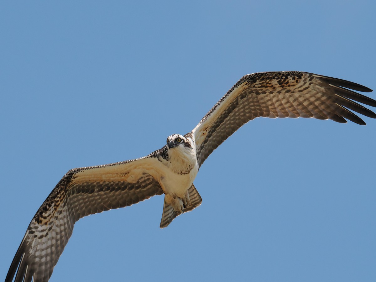 Osprey - ML638749453