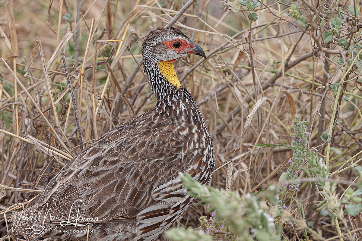 Yellow-necked Spurfowl - ML638749454