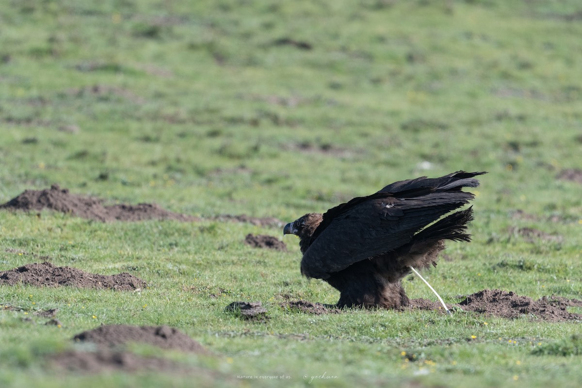 Cinereous Vulture - ML638749458