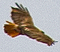 Red-tailed Hawk - ML638749460