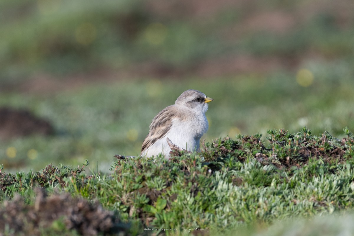 White-rumped Snowfinch - ML638749462