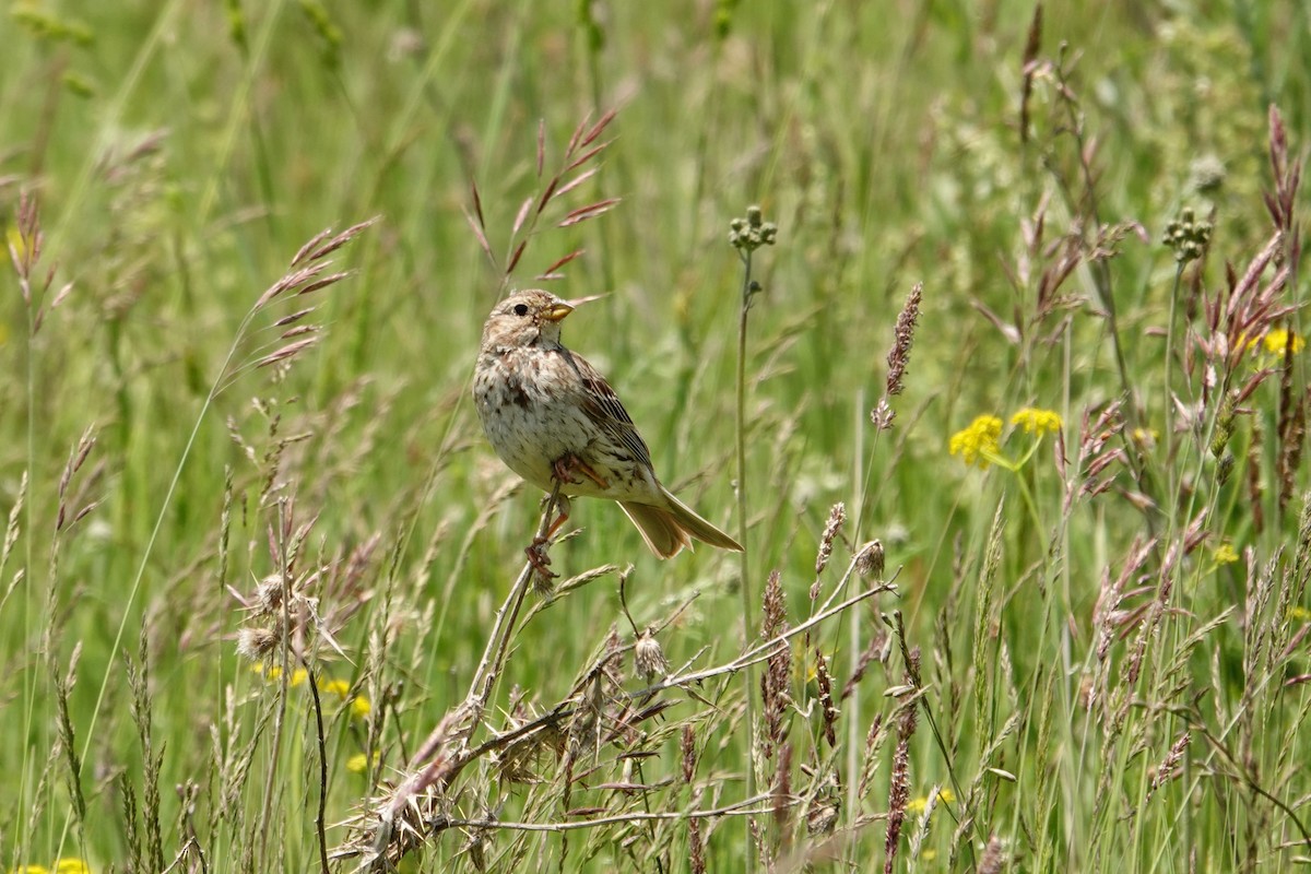 Corn Bunting - ML638749465