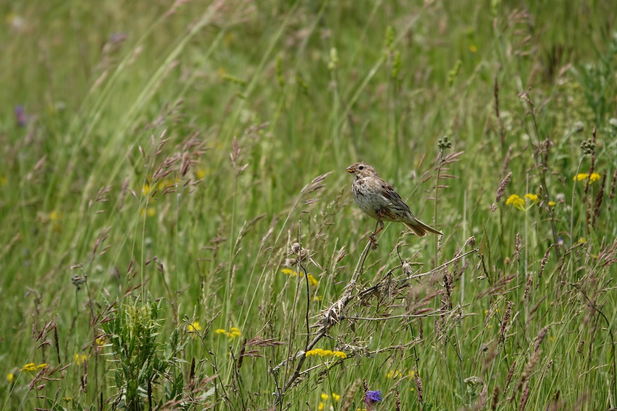 Corn Bunting - ML638749466