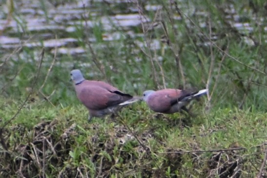 Red Collared-Dove - ML638749468
