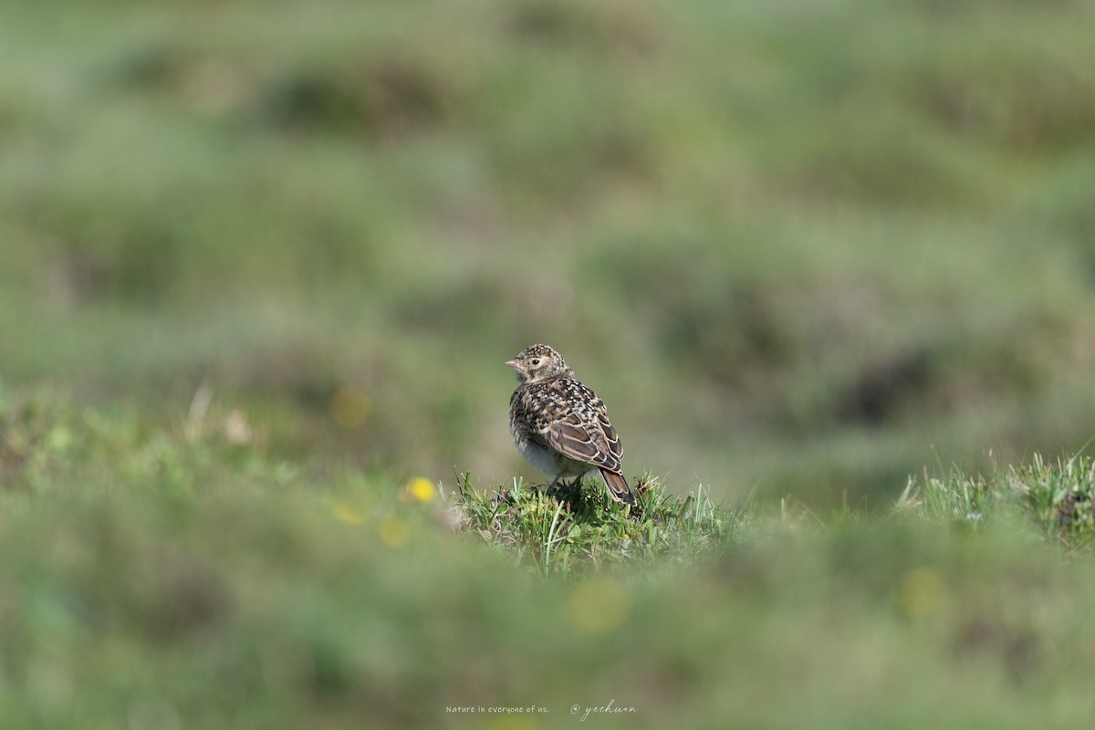 Horned Lark - ML638749476