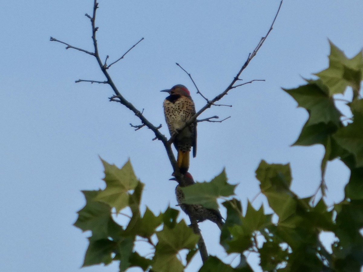 Northern Flicker - ML638749488