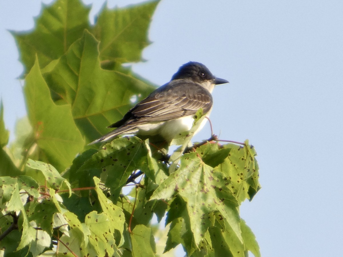Eastern Kingbird - ML638749490