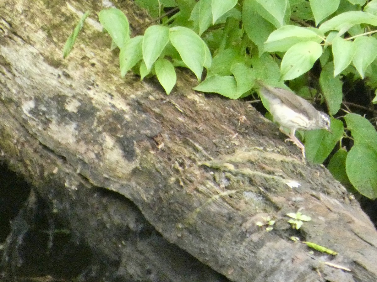 Louisiana Waterthrush - ML638749503