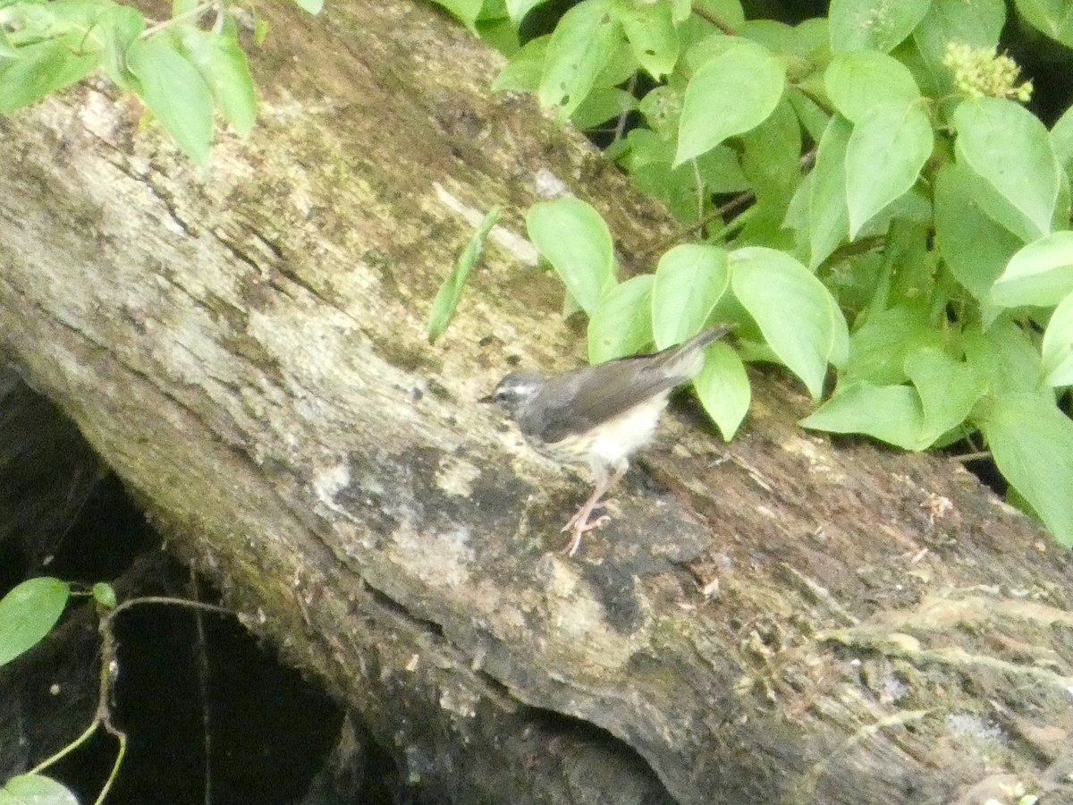 Louisiana Waterthrush - ML638749504