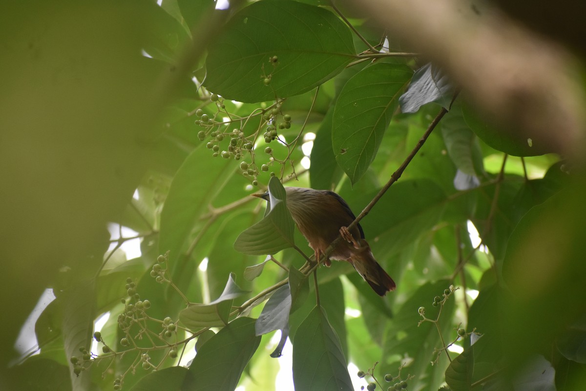Chestnut-tailed Starling - ML638749508